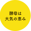 酵母は大気の恵み